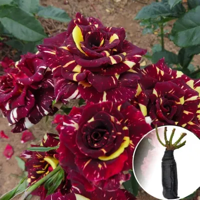 Фото розы абракадабра в формате png для использования в социальных сетях
