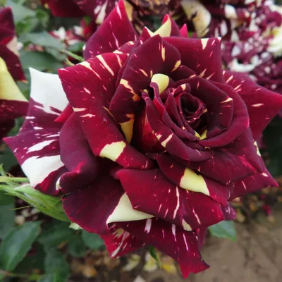 Фотография розы абракадабра с эффектом мгновенной пленки