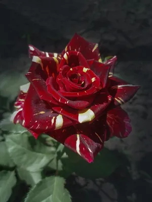 Картинка розы абракадабра в формате webp для использования на мобильных устройствах
