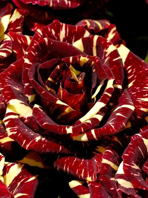Фотография розы абракадабра с эффектом замороженного момента.