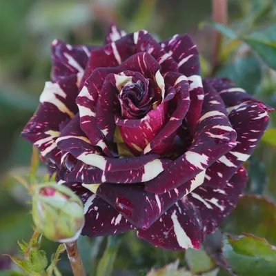 Фото розы абракадабра для использования в дизайне