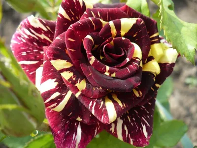 Картинка розы абракадабра на черном фоне