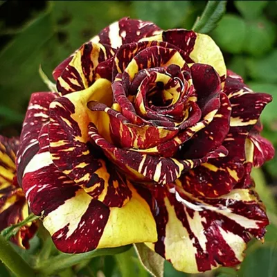 Изображение розы абракадабра в ярких цветах