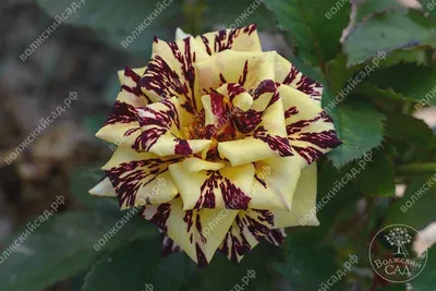 Фото розы абракадабра с эффектом макро