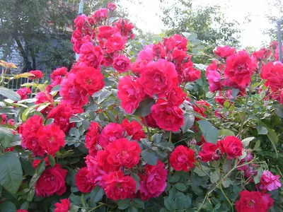 Красивая роза Аделаида худлес в формате PNG