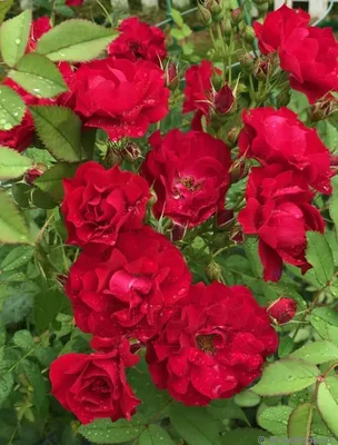 Картина розы Аделаида худлес в формате JPG для скачивания