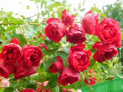 Загадочное фото розы Аделаида худлес в формате WEBP