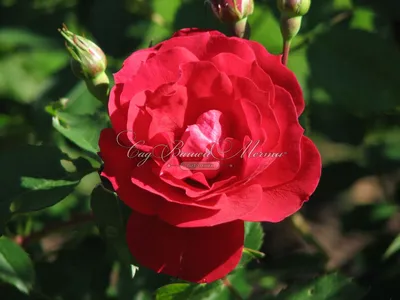 Удивительная красота розы Аделаида худлес на снимке