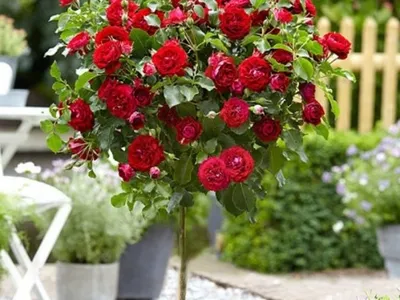Потрясающее изображение розы Аделаида худлес в формате JPG