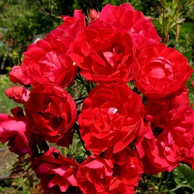 Очаровательная роза Аделаида худлес в формате PNG для скачивания