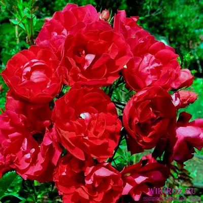 Удивительная роза Аделаида худлес в формате PNG для личного использования