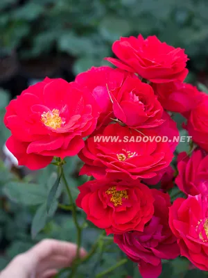 Сказочное изображение розы Аделаида худлес в формате WEBP
