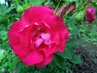 Картинка розы Аделаида худлес в формате JPG с возможностью выбора размера