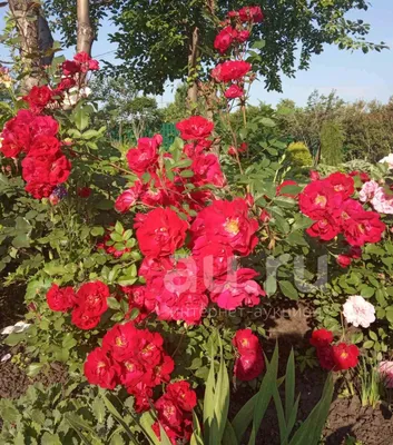 Божественная роза Аделаида худлес в формате PNG для скачивания
