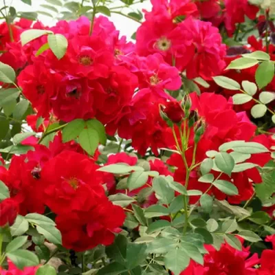 Изумительное изображение розы Аделаида худлес в формате WEBP