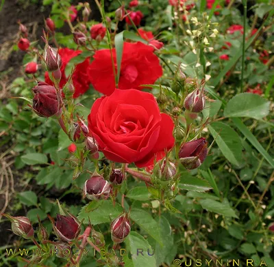 Картинка розы Аделаида худлес в формате JPG для скачивания