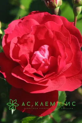 Чудесное фото розы Аделаида худлес в насыщенных тонах