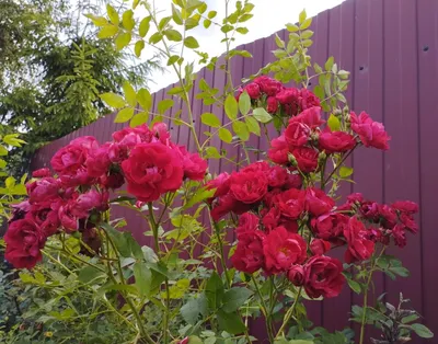 Завораживающее изображение розы Аделаида худлес в формате PNG