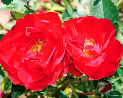 Уникальное фото розы Аделаида худлес в формате WEBP
