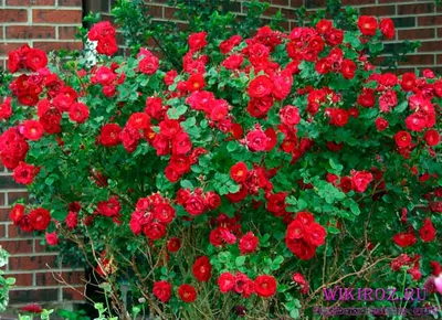 Великолепное изображение розы Аделаида худлес в формате WEBP