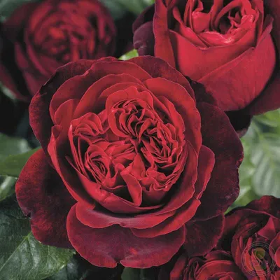 Роза адмирал - красивое фото с возможностью выбора размера и формата