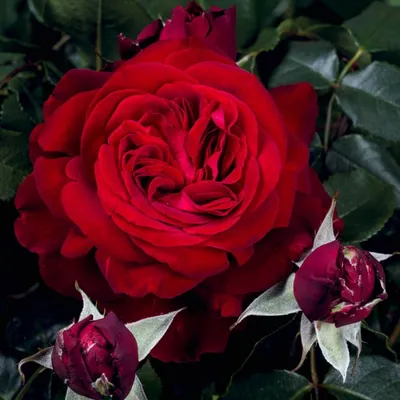 Уникальная роза адмирал на фото