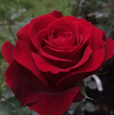 Фото красивой розы адмирал в формате webp