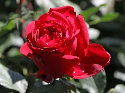 Роза адмирал на фото - великолепное растение