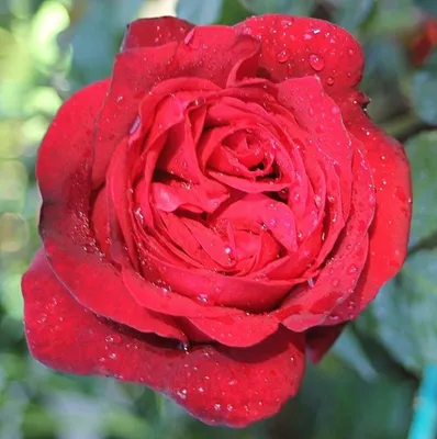 Уникальный сорт розы адмирал на изображении