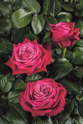 Изображение розы адмирал в формате jpg для скачивания