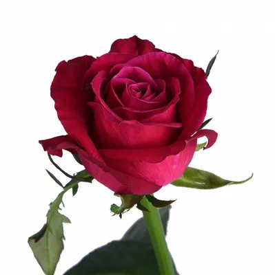 Красивая фотография розы адмирал в разных размерах
