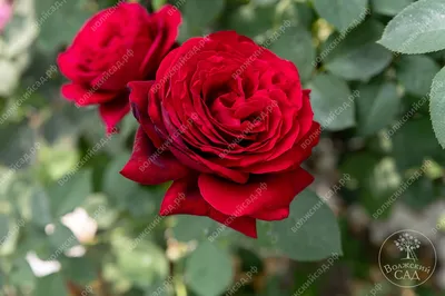 Роза адмирал на фото - прекрасный цветок