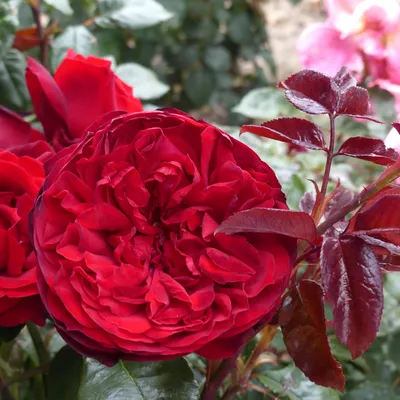 Потрясающая красота розы адмирал на фото