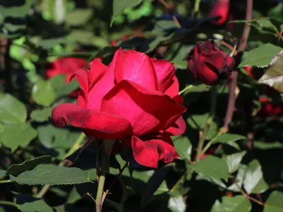 Фотография розы адмирал великолепного сорта