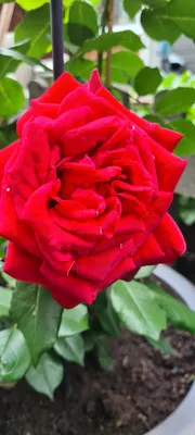 Фото розы адмирал в формате jpg для использования