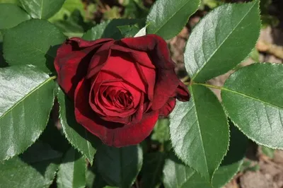 Красивые фотографии розы адмирал в различных размерах