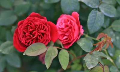 Фото розы адмирал в формате png для украшения