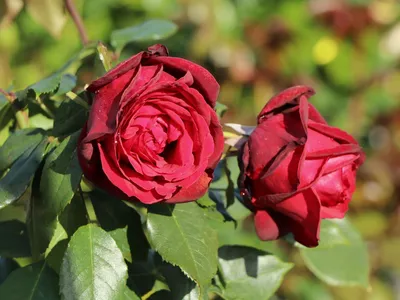Фотка розы адмирал - прекрасное изображение цветка