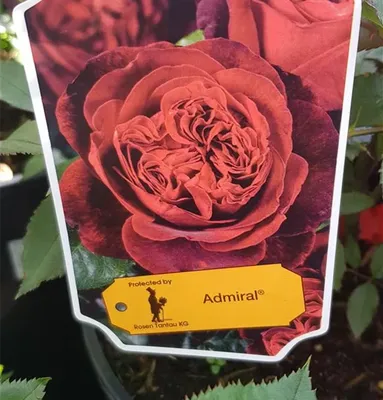 Изображение розы адмирал в формате jpg с возможностью сохранения