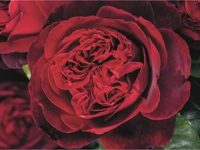 Фотография розы адмирал в высоком разрешении для использования