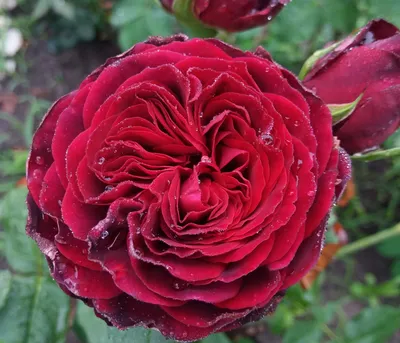 Удивительная красота розы адмирал на фото