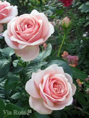Красочная фотография розы афродита в формате jpg