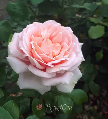 Уникальная фотография розы афродита в формате jpg