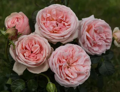 Фотография розы афродита с эффектом глубины