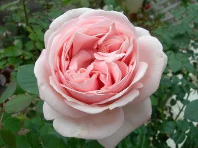 Впечатляющая картинка розы афродита в формате png