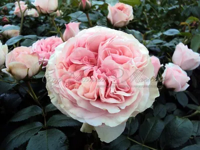 Фотография розы афродита с отличным качеством