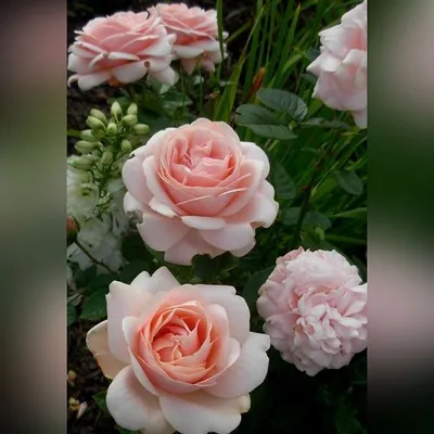 Великолепное изображение розы афродита для скачивания