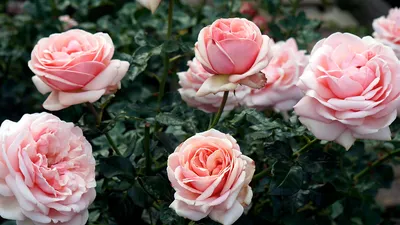 Красивая фотография розы афродита в формате jpg
