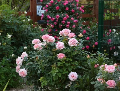 Уникальная картинка розы афродита в формате png