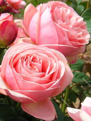 Фотография розы афродита в нежных тонах